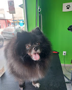 Antes e depois - Pet 5